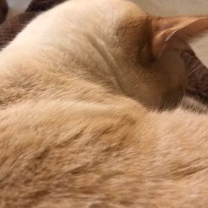 Meet your Posher, Tangie